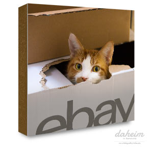 Katze in ebay Karton