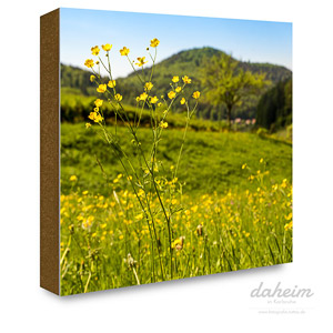 Hahnenfuß Blumenwiese im Oberen Gaistal